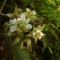 Rubus fairholmianus Gardner